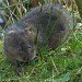 Water Vole 110307